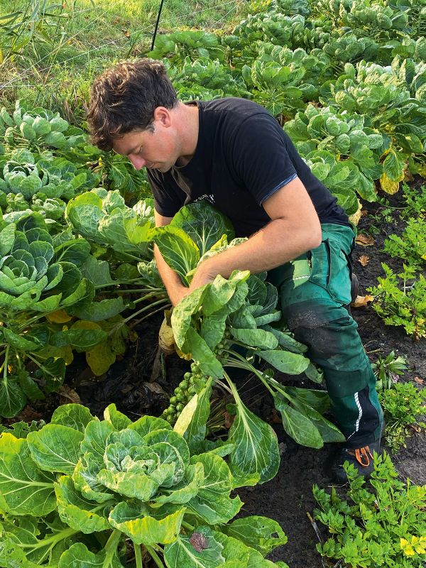 Ein Mann erntet Salat auf einem Feld