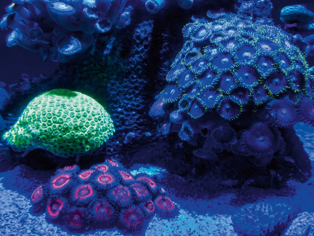Die Korallen im künftigen Meeresmuseum sollen aus eigenen Vermehrungsprogrammen stammen