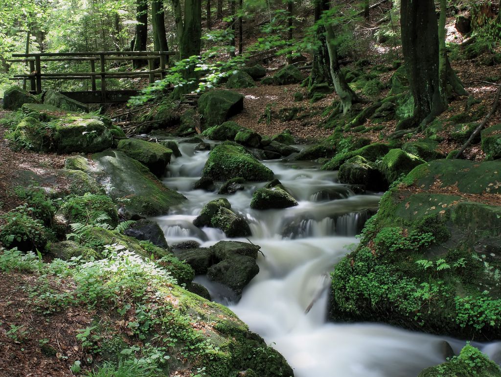 Im Wald Silberbachtal