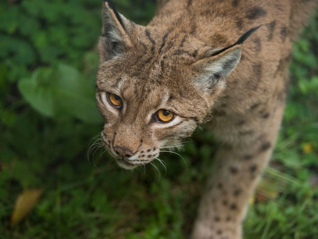 Ein Luchs in der Wildnis