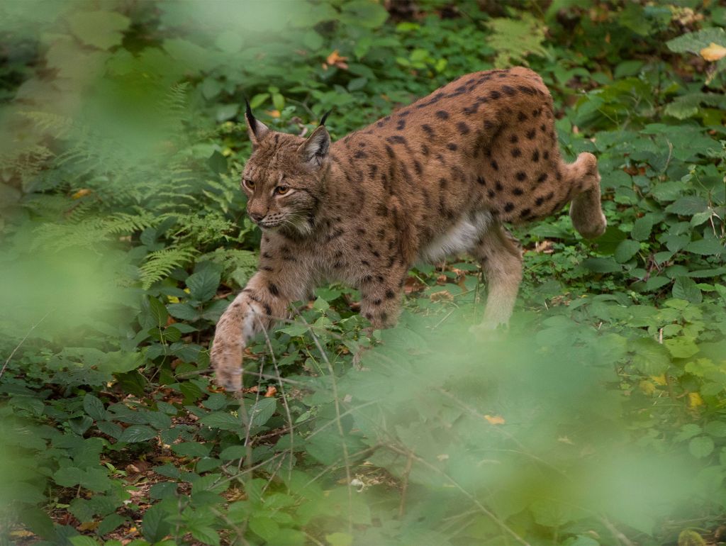  Ein Luchs im Wald