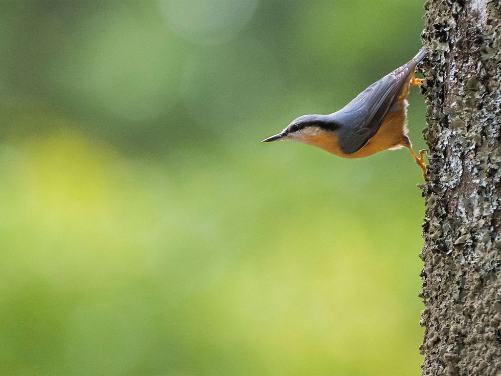  Der Eurasische Kleiber Vogel