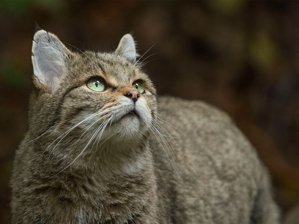  Ein Luchs im Wald