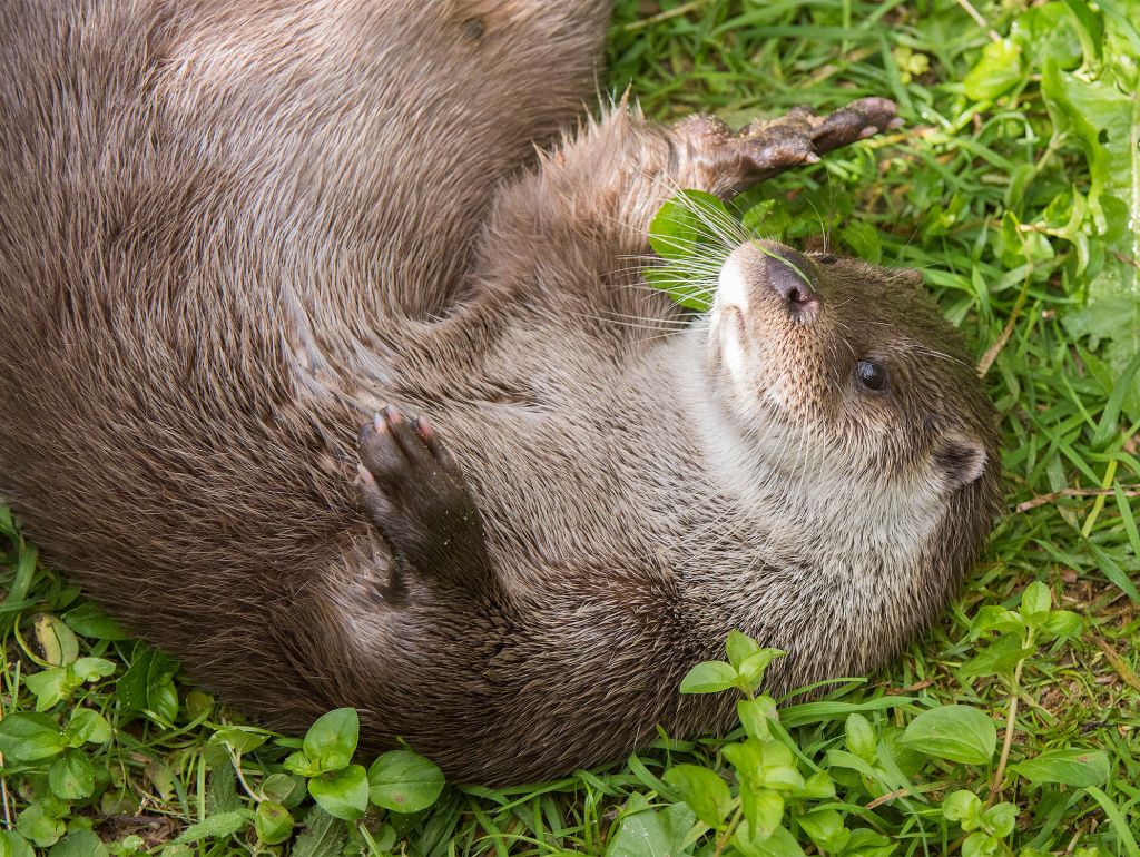 Ein Otter im Wald