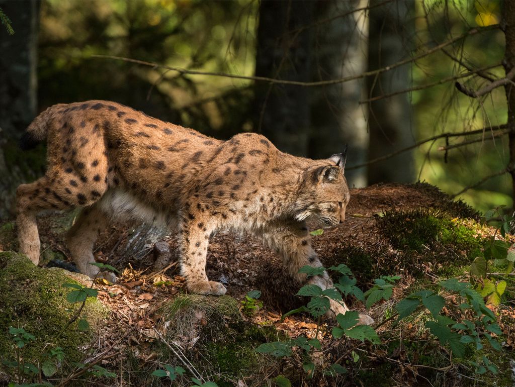 Ein Luchs im Wald