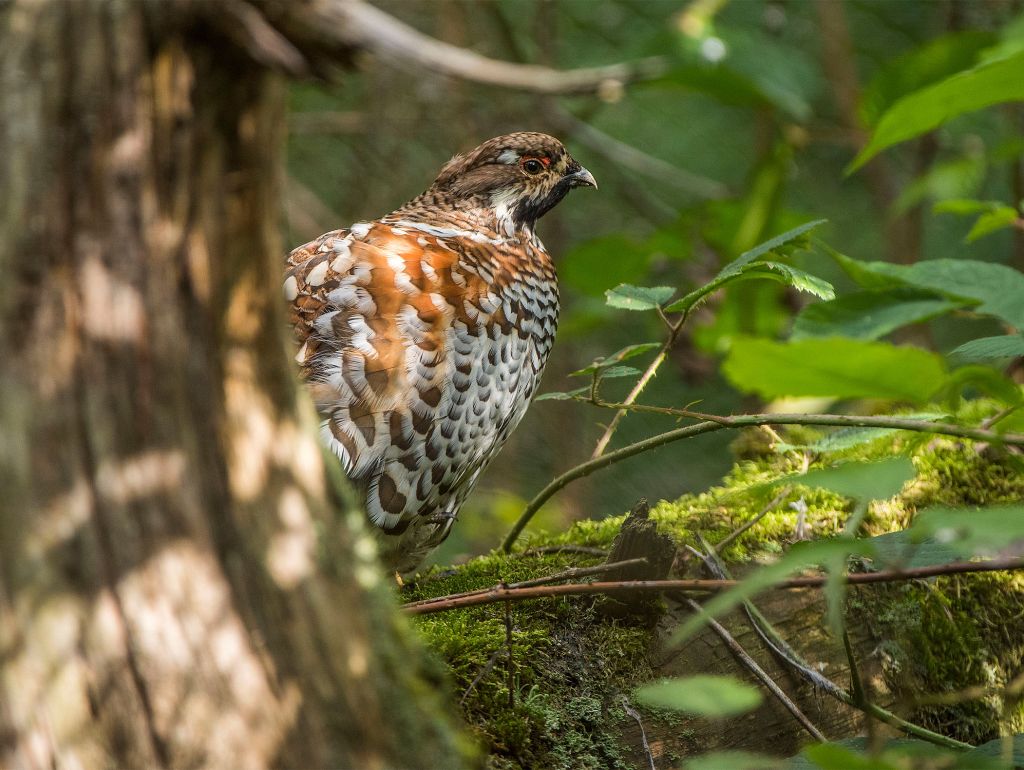 Haselhuhn im Wald