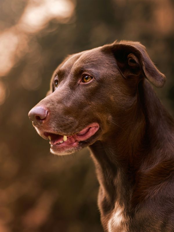 Mocha Brauner Hund