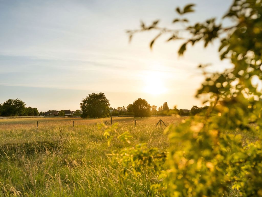 Ein Feld mit Bäumen und Gras bei Sonnenuntergang im Landschaftspark Berlin, Johannisthal, ideal für Erholung in der Natur.